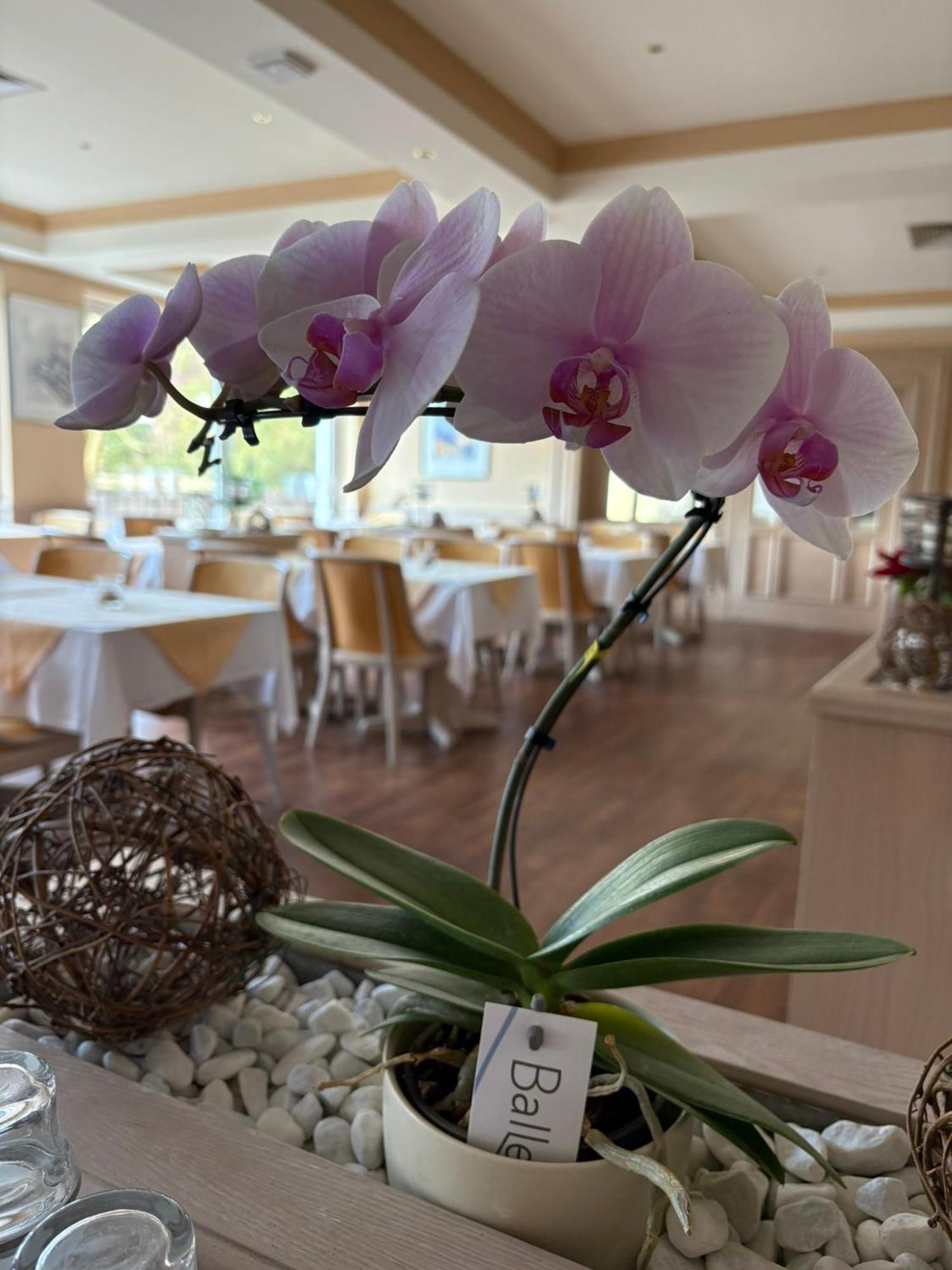Hotel Kieferneck บัดบีเวนเซิน ภายนอก รูปภาพ